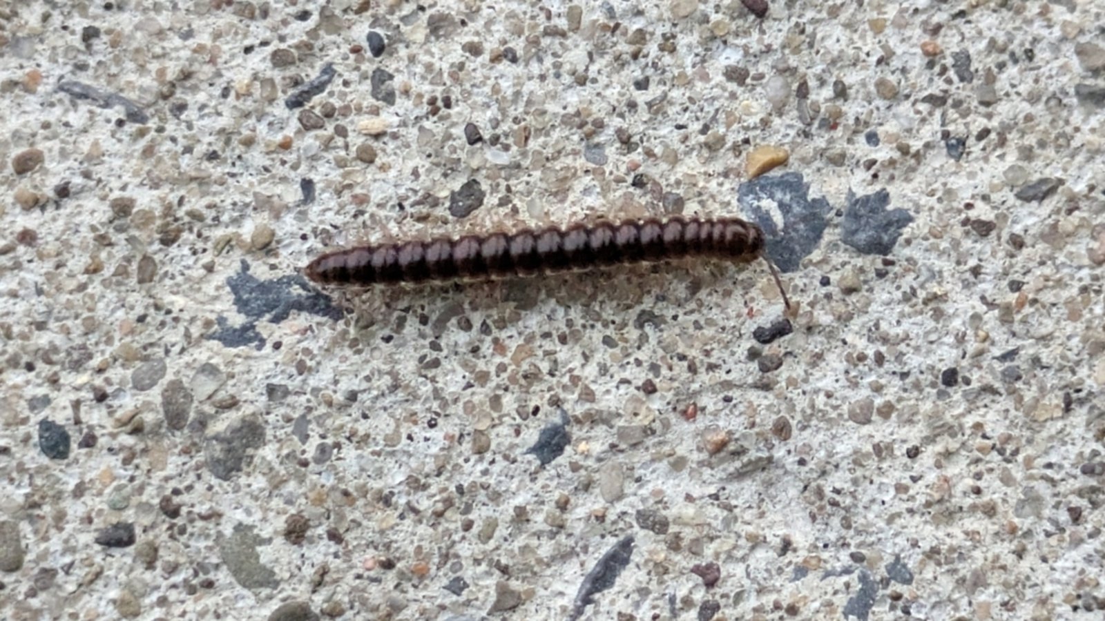 Mille-pattes brun observé sur une surface de béton